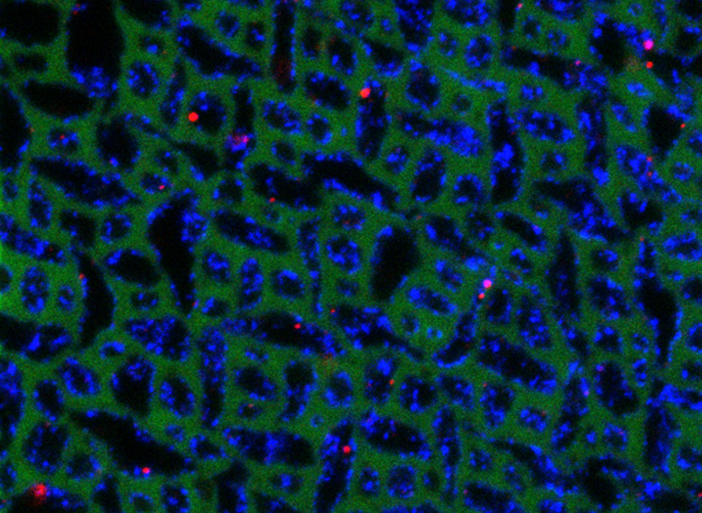 actinandtubulin.003web3